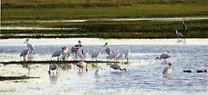 Spatule rosée et aigrettes neigeuses